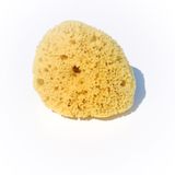 Morská huba veľká 12 - 13 cm
